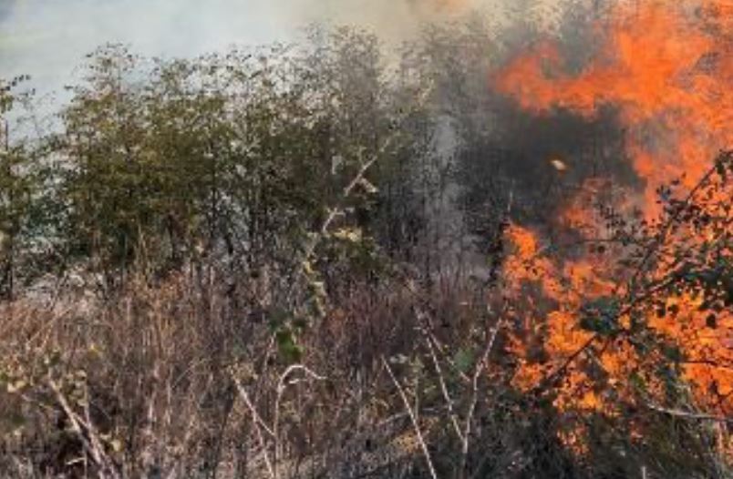 Burri ia vë flakën shkurreve në Ozdrim të Pejës, shoqërohet në stacionin policor