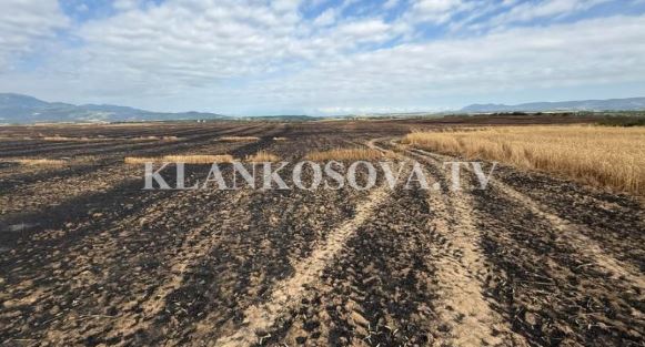 Fermerit në Rahovec i digjen 15 hektarë grurë, kërkon kompensim nga ministria e Bujqësisë
