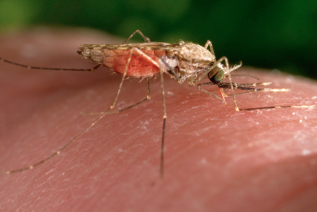 IKShPK: S’ka asnjë rast me virusin “Chikungunya” në Kosovë a rajon