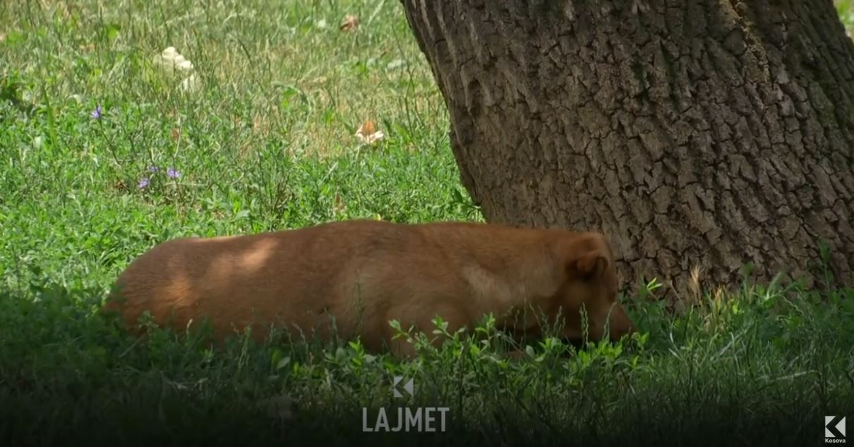 Qentë endacak, aktivistët kundër projektit të komunës (VIDEO)