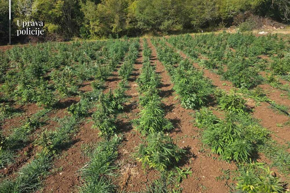 Policia malazeze thotë se e ka zbuluar plantacionin më të madh të drogës