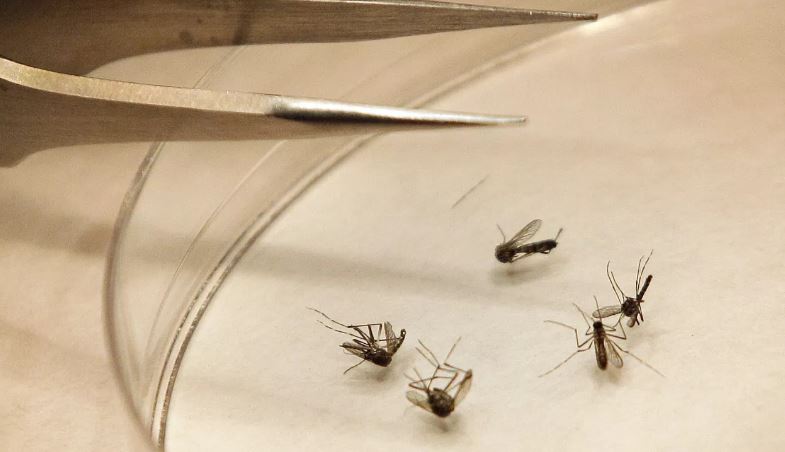 Që nga fillimi i vitit, dhjetë vdekje të raportuara nga virusi i Nilit Perëndimor në Itali