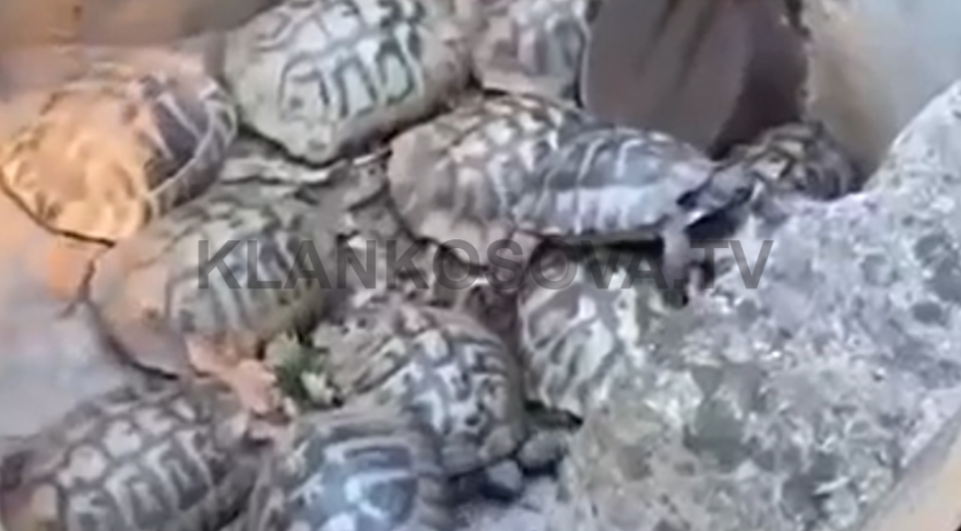 Breshkët i frikësohen zjarrit malor, fshihen në zonë betoni në Mirash të Ferizajt (PAMJE)