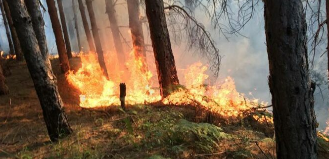 Një i vdekur e tetë të plagosur nga zjarret, evakuohen banorët e shtatë fshatrave në Gramsh