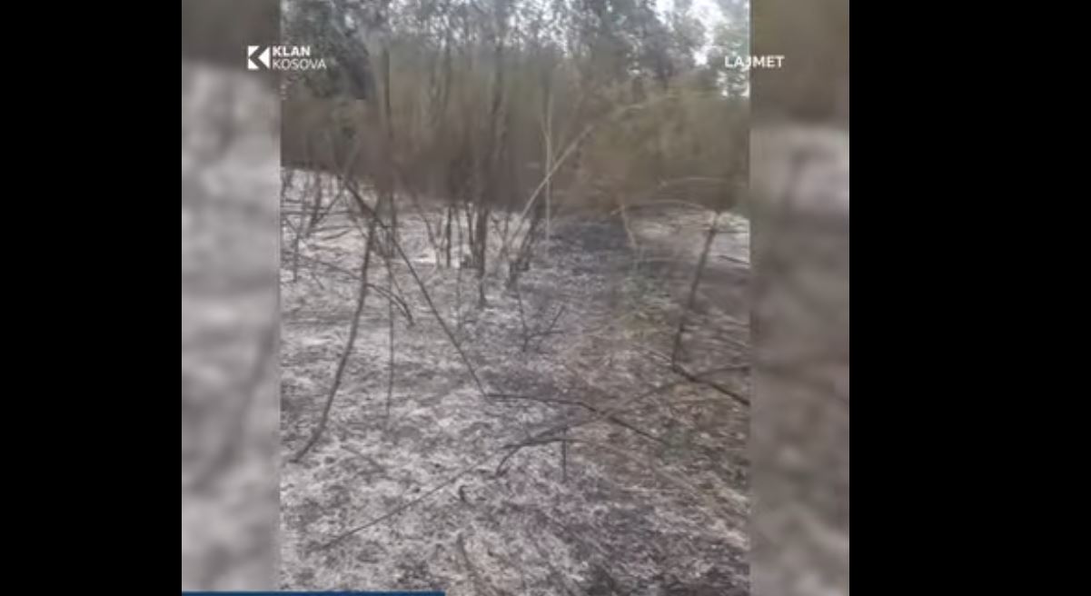 Banorët tentojnë të shpëtojnë pishat nga zjarret në Tërpezë të Vitisë (VIDEO)