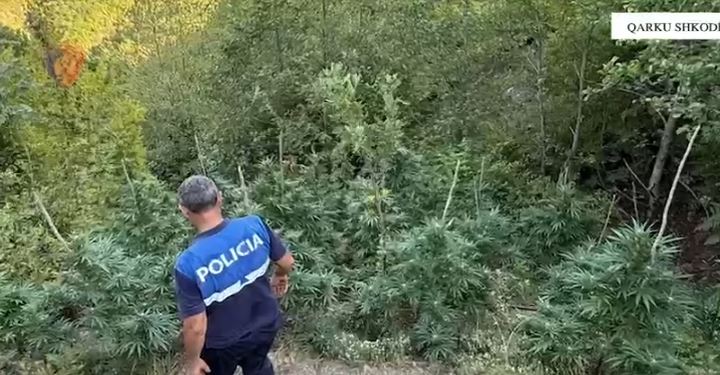 Asgjësohen rreth 5000 bimë kanabisi në Qarkun e Shkodrës