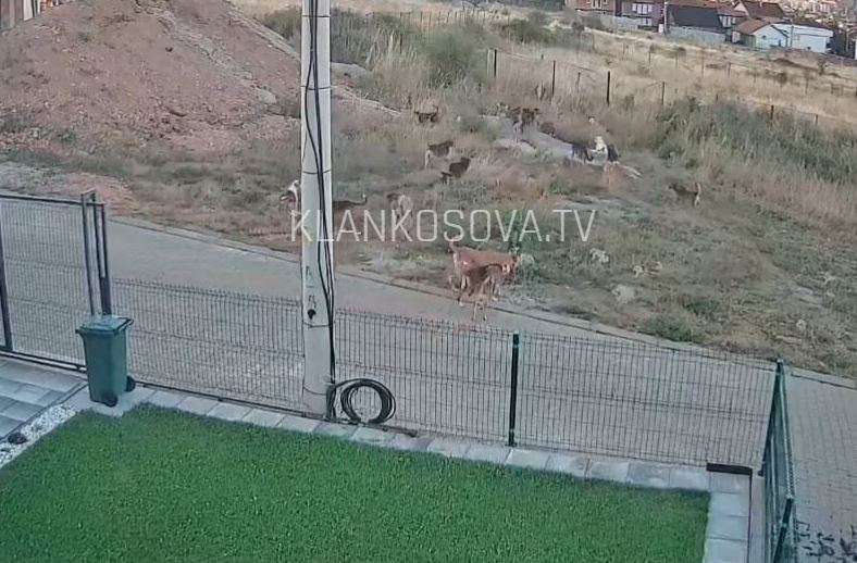 Qentë endacakë “rrethojnë” shtëpitë te Kodra e Trimave (VIDEO)