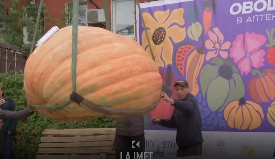 Bima gjigante, rusi e rrit kungullin njëtonësh (VIDEO)