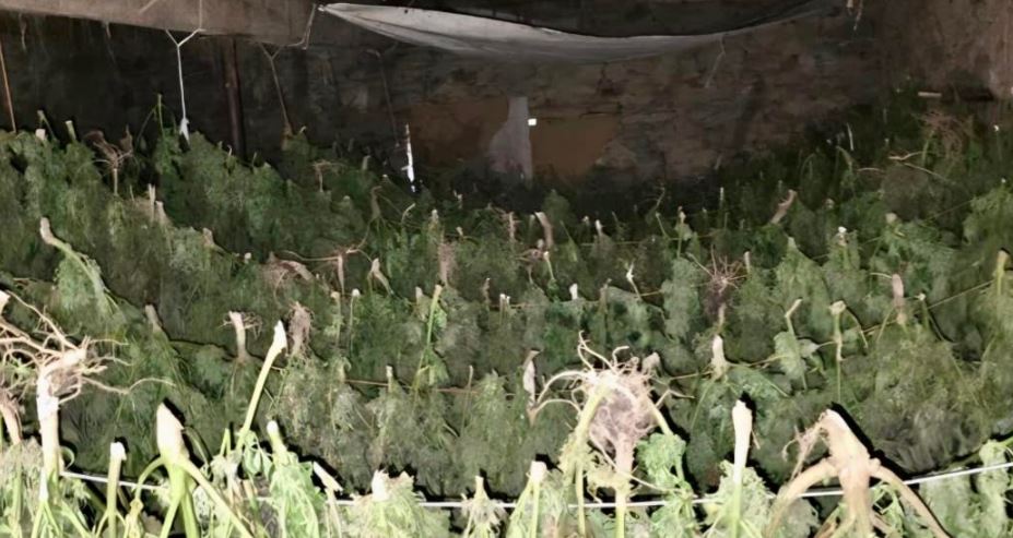 Konfiskohen mbi 500 kilogramë marihuanë në një fshat të Suharekës