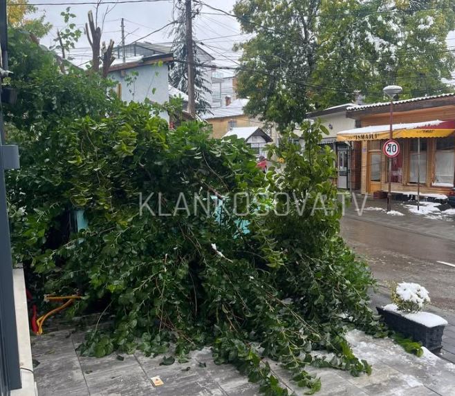 Era e fortë rrëzon një lis në Dragash (FOTO)