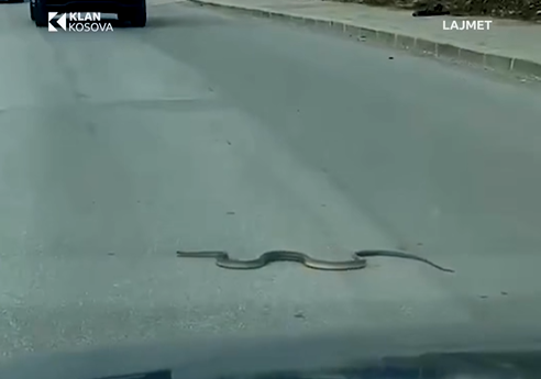 Qytetari i shqetësuar, has në gjarpër aktiv në Veternik (PAMJE)