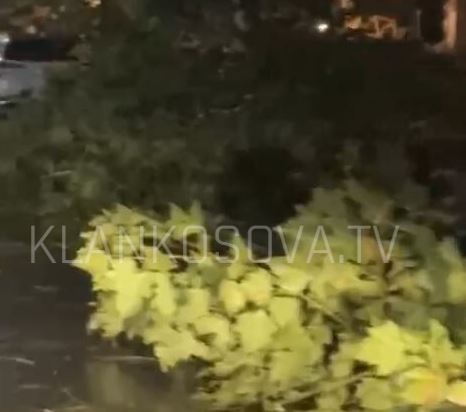 Era i rrëzoi mbrëmë, askush s’merret me lisat e Gjilanit (VIDEO)