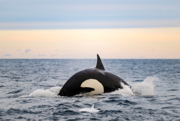 moment-historik-shkencetaret-regjistrojne-lindjen-e-orkes-per-here-te-pare