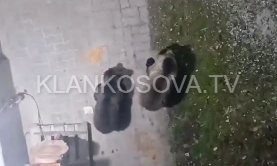 Arinjtë nuk janë më fqinjë të Bellobradit, largohen me sukses nga fshati