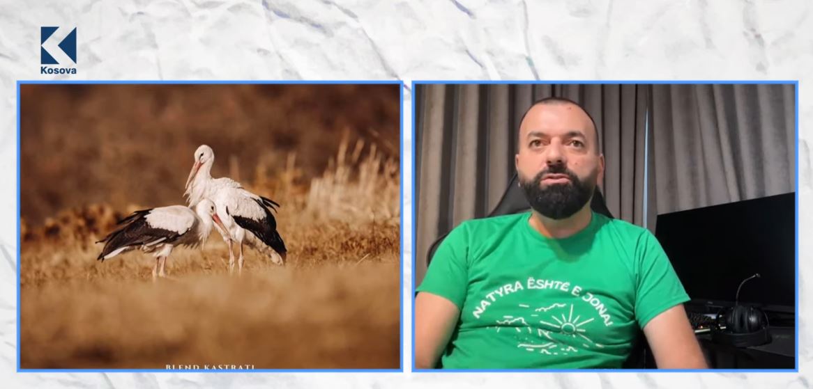 Lejlekët që nuk shtegëtuan, pse po ndodh ky fenomen? (VIDEO)