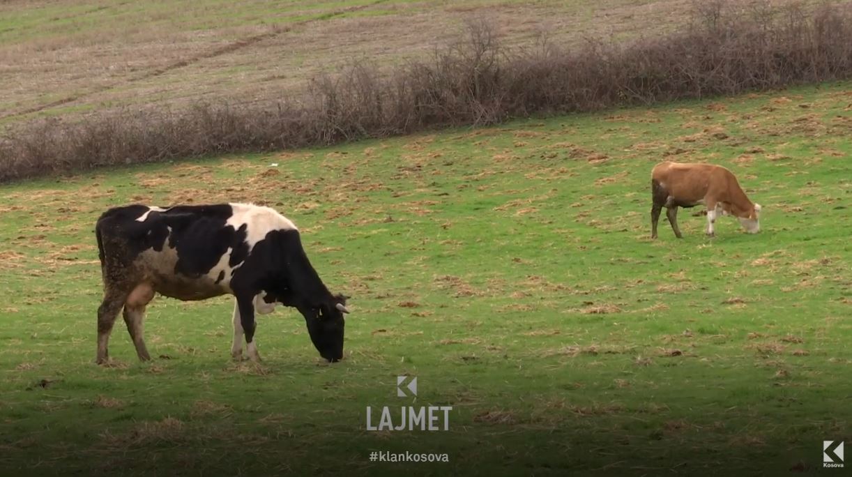 Ankesa e fermerëve  Shtrenjtohet qumështi i lopëve të Shtimes  VIDEO 