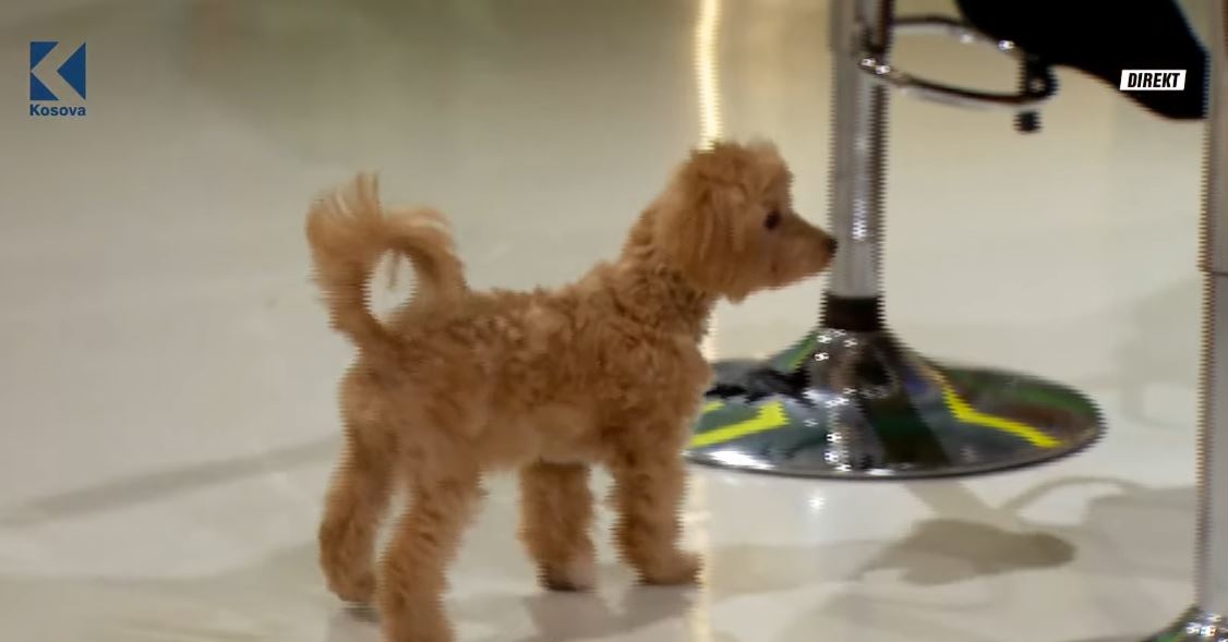 qeni-i-mbreses-futet-ne-studion-e-shoqeve-video