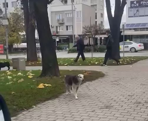 Qentë endacakë  pushtojnë  parkun e qytetit në Gjilan  VIDEO 