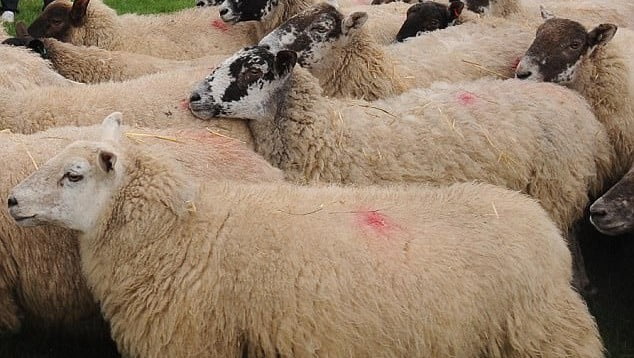 Kapet i dyshuari me 21 dele  tentoi t i kontrabandonte me një qerre