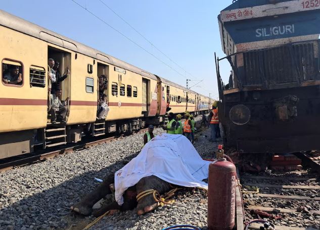 Shtatë elefantë të goditur për vdekje në një aksident hekurudhor në Indi