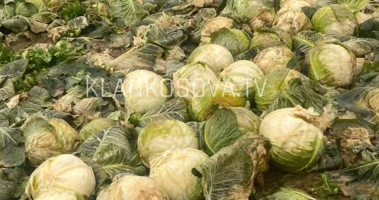Banori i Qifllakut të Rahovecit ankohet se vërshimet ia dëmtuan 80 mijë kilogramë lakra (VIDEO)