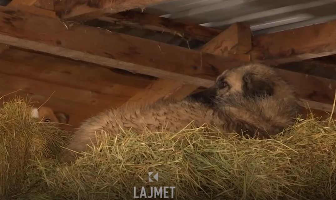 Vërshimet në Lismir  Uji ngujon rreth 500 dele në një stallë  VIDEO 