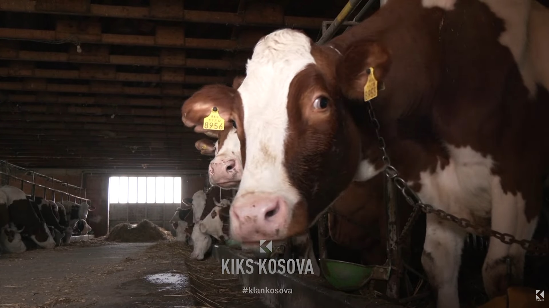 Mbi 4 mijë litra qumësht u prishën për 10 ditë  fermeri fajëson rrymën  VIDEO 