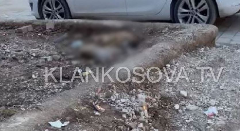 Gjendje e mjerueshme në Vushtrri: Qentë e ngordhur pranë zonave të banuara