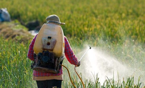 Inspektim i gjerë i institucioneve  Mbi 100 lëndë nën auditim për shkelje në regjistrimin e pesticideve