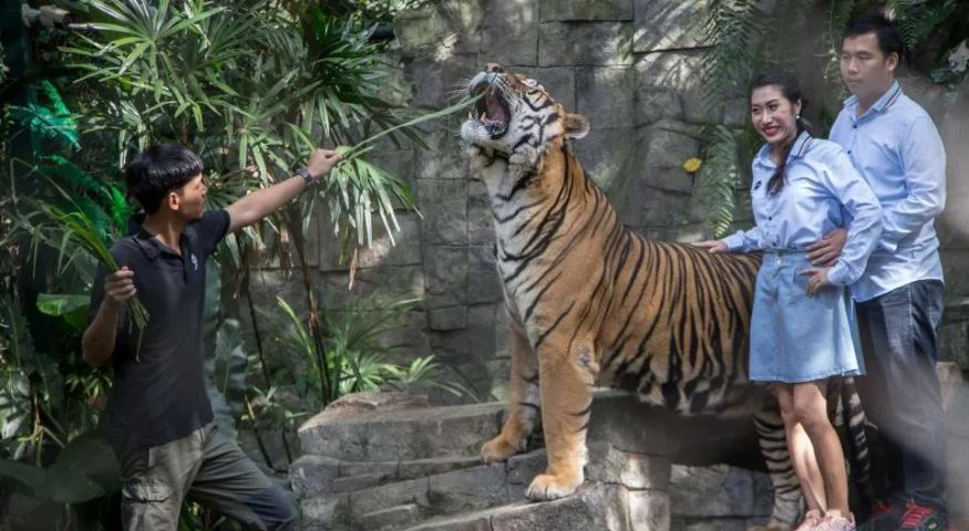 Ngordhin 72 tigra në parkun turistik tajlandez, nisin hetimet