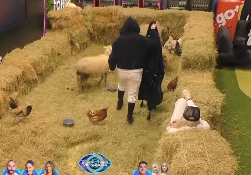 Dolce ua rregullon pulave një vend të veçantë për t’i bërë vezët (VIDEO)