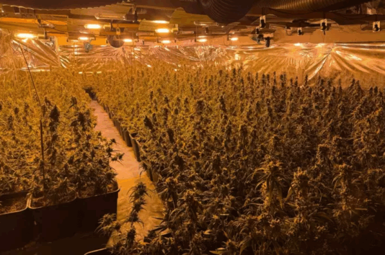 Policia gjermane zbulon plantacionin e kanabisit të shqiptarëve