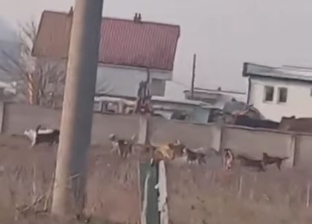 Qentë endacakë terrorizojnë banorët e fshatit Nakarade në Fushë Kosovë (VIDEO)