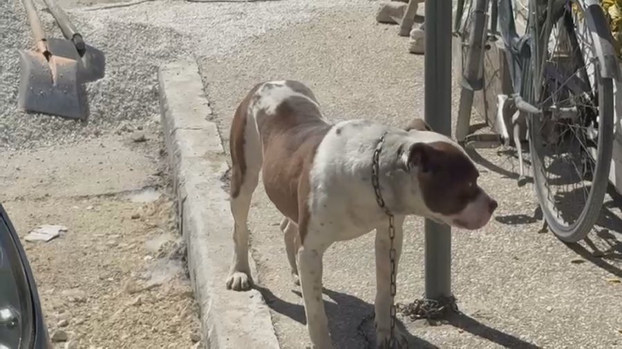 Pronari i pitbullit që kafshoi fëmijën në kokë përfundon në Polici, thotë se qeni e këputi zinxhirin dhe iku