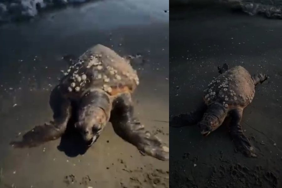 Një breshkë e rrallë gjendet e ngordhur në bregdetin e Vlorës