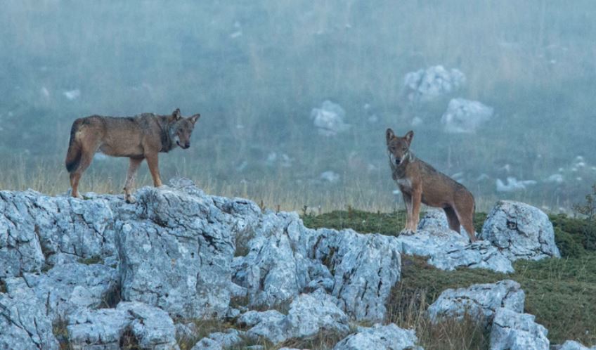 18 ujqër të ngordhur u gjetën në një park kombëtar në Itali, dyshohet për helmim