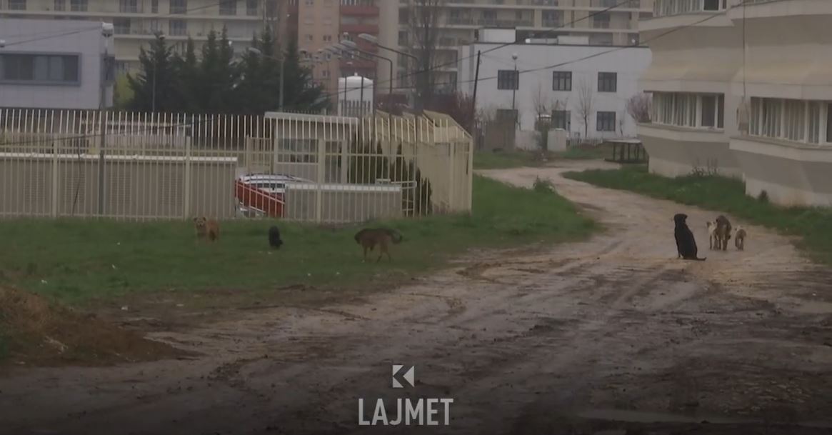 Shtabi Emergjent: Si do të tremben qentë nga QKUK-ja? (VIDEO)