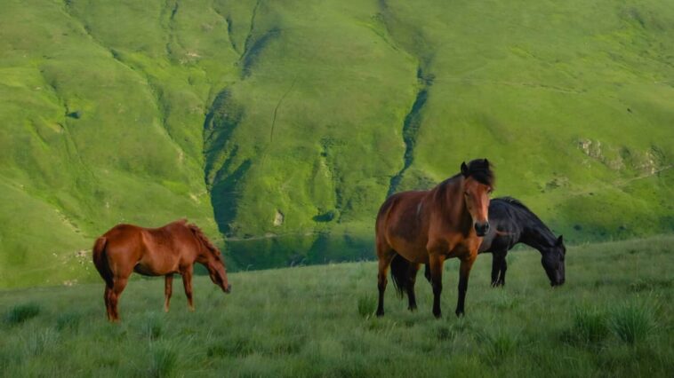 E rëndë në Dibër, 65-vjeçari vdes pasi u godit nga kali