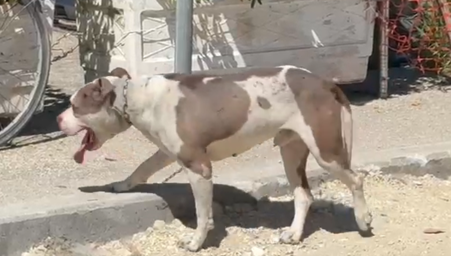 Pitbulli kafshon në kokë një 4-vjeçare në Vlorë, dërgohet me urgjencë në spital