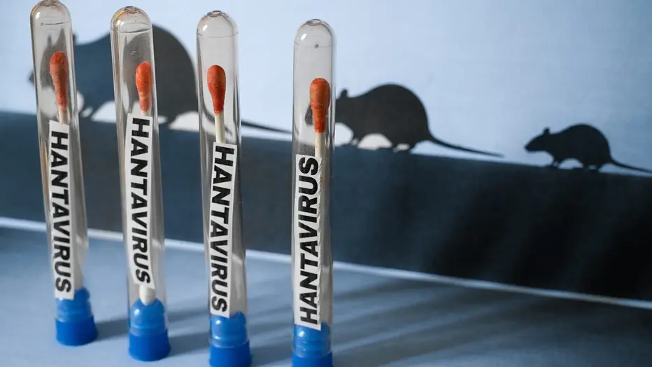 Hantavirus ist weder COVID noch Grippe – verbreitet sich völlig anders