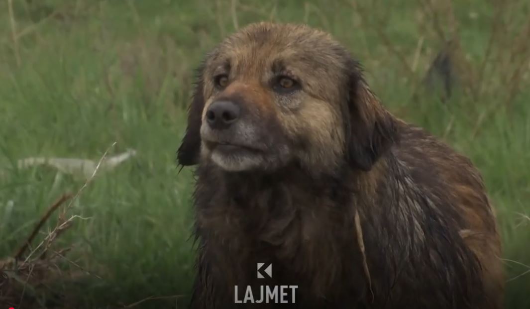 Oborri në QKUK: Pacientët lypin shërim, por i hanë qentë (VIDEO)