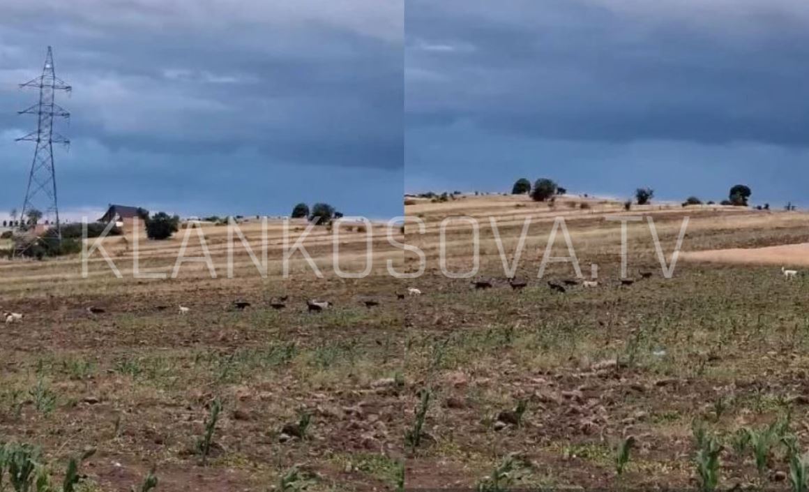 Qentë endacakë “pushtojnë” fushat e Cërrnicës së Gjilanit, banorët ndihen të rrezikuar (VIDEO)