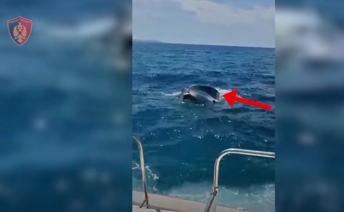 Dy turistë ukrainas shpëtohen në Ksamil, varka e tyre po fundosej nga moti i keq (VIDEO)