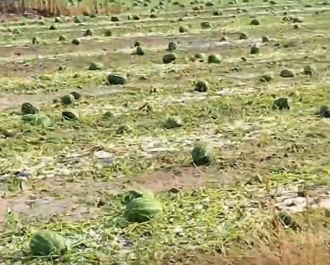 bresheri-ne-istog-bajrami-kerkon-fond-emergjent-per-kompensimin-e-fermereve