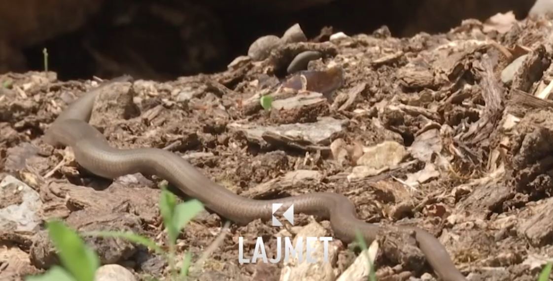 Kafshimi nga gjarpërinjtë: Vera s’e zë MSH-në në ‘befasi’, siguron serum (VIDEO)
