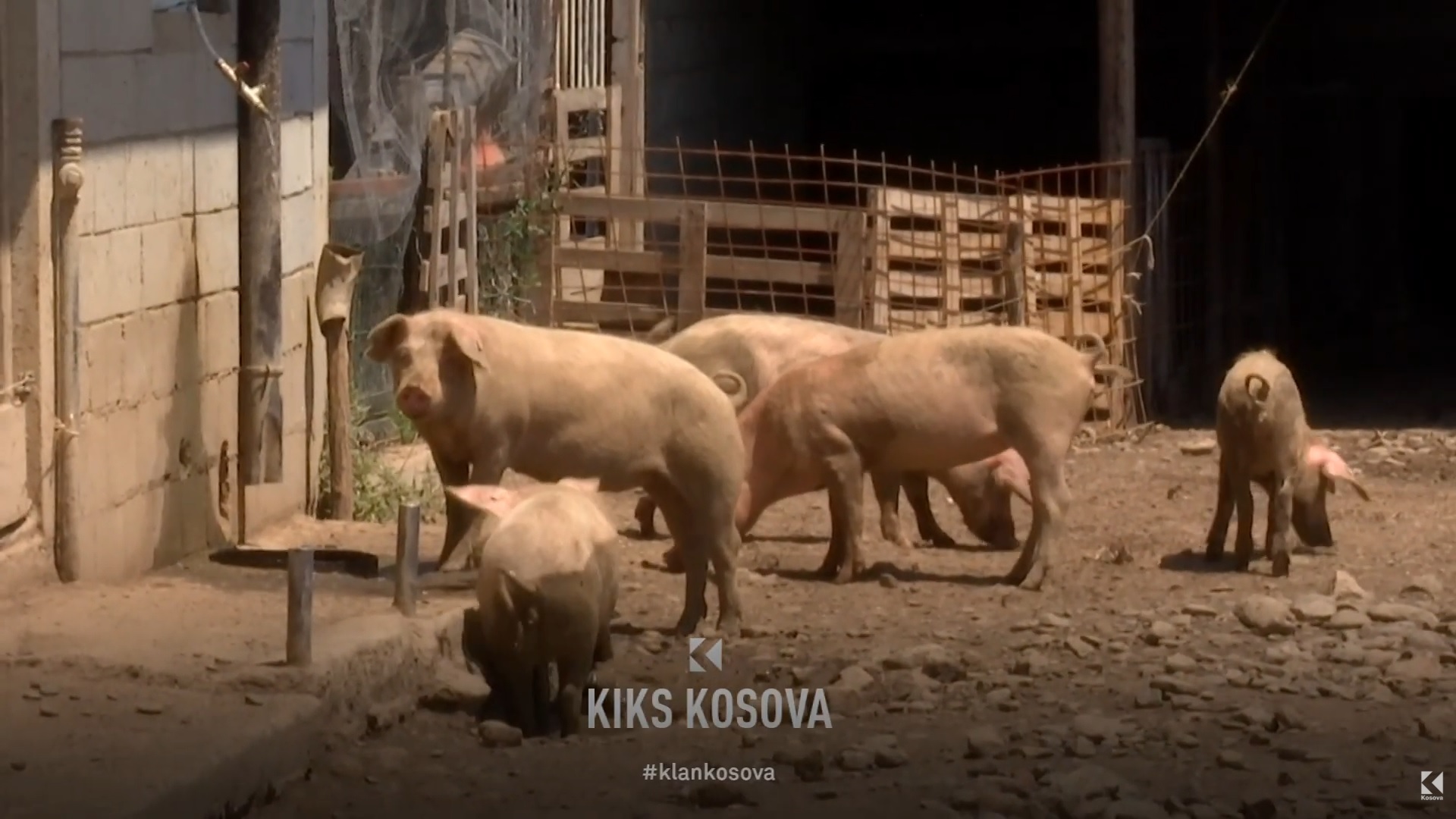 auv-apel-fermereve-pas-rasteve-te-lise-se-dhenve-dhe-dhive-ne-kater-komuna